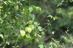 Cardiospermum canescens